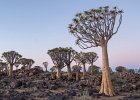 Richard Hall_Quiver Tree Forest.jpg : Namibia, QuiverTrees